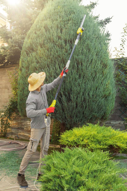 Best Tree Trimming and Pruning  in USA